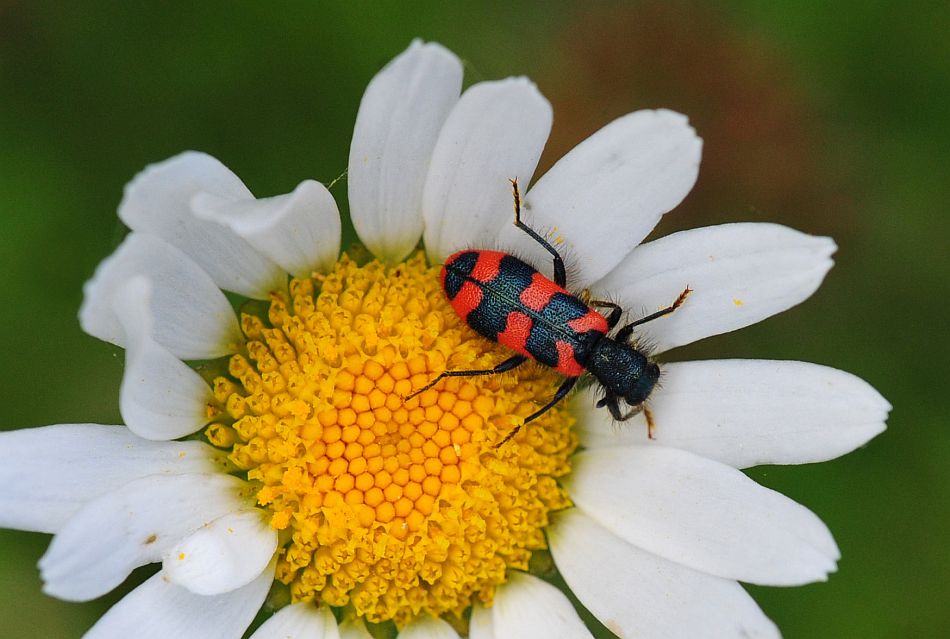 La vita in un fiore - seconda parte